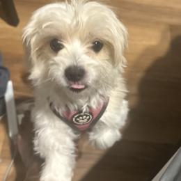 Maltipoo All Grown Up from Tiffany Akins