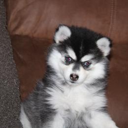 Kate REAFY NOW SALE - Black and white female Pomsky puppy in Apple Creek, Ohio from Kathryn Troyer