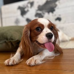 Stella - Cavalier King Charles Spaniel
