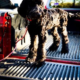 Double Doodle and Goldendoodle All Grown Up from Patterson Doodles
