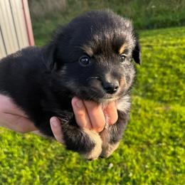 Breve - Black tri female Miniature Australian Shepherd puppy in Mount Carmel, Tennessee from Hill Top Mini Aussies