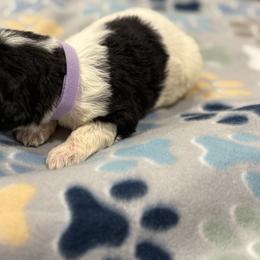 Goldendoodle and Poodle Puppies from Southern Stroll Poodles & Doodles