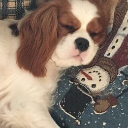 Cavalier King Charles Spaniels from Chris' Cavalier King Charles Spaniels