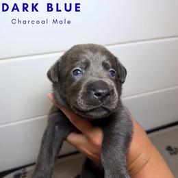 Dark Blue - Charcoal male Dilute Retriever puppy in Dover, Delaware from Virdin’s Silver Labs