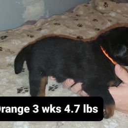 Rottweiler Puppies from vom Helligkeit