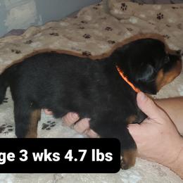 Rottweiler Puppies from vom Helligkeit