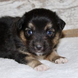 Rio - Black tri male Miniature Australian Shepherd puppy in Paris, Texas from Kuttin’ Up Mini Aussies