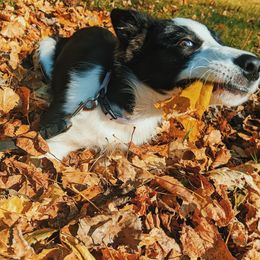 Border Collie Puppies from Shooting Star Border Collies