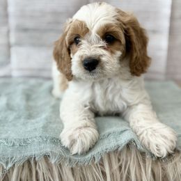 Dino - Blenheim male Cavapoo puppy in Lewiston, Utah from Mountain View Doodles