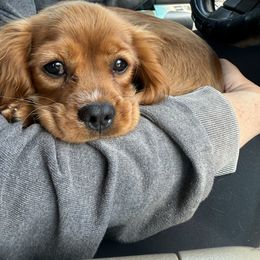 Buster - Cavalier King Charles Spaniel