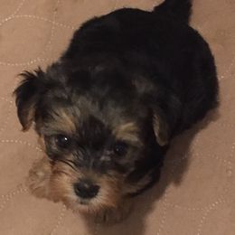Yorkipoo and Yorkshire Terrier Puppies from Danza Bolo