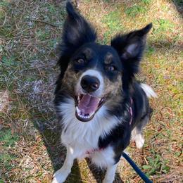 Beatrix - Border Collie