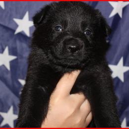 German Shepherd Puppies from Black Beauty Shepherds
