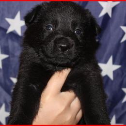 German Shepherd Puppies from Black Beauty Shepherds