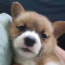 Pembroke Welsh Corgis from Treasure State Kennels