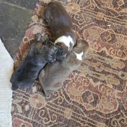 Girl 2 - Gray female Armenian Gampr puppy in Neenach, California from The Mustangs Ranch