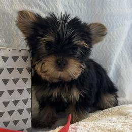 Red Girl - Traditional Black and Gold - Natural Tail - Black and gold female Yorkshire Terrier puppy in Oregon City, Oregon from D’Luxe Kennels