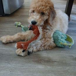 Charlene - Cream female Goldendoodle puppy in Clarksville, Tennessee from Golden Pine Designer Doodles