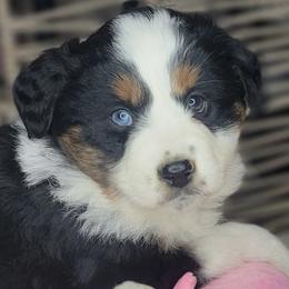 Lola - Black tri female Miniature Australian Shepherd puppy in Lincoln, California from Elegant Aussies