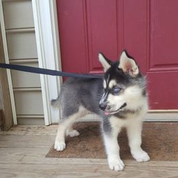 Siberian Husky Puppies from Little Handsome Siberians