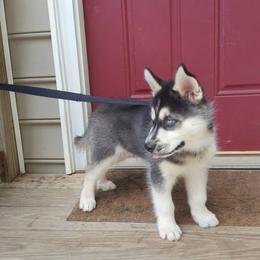 Siberian Husky Puppies from Little Handsome Siberians