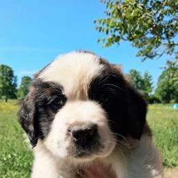 Rita - Brown and white female Saint Bernard puppy in Kinsman, Ohio from Coleman Saint Bernards of Ohio
