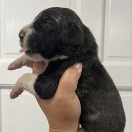 Lauren Daigle - Brindle female Great Dane puppy in Florida from Beachside Kennels