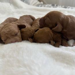 Girl 5 - Red  female Goldendoodle puppy in Shingle Springs, California from Creamy Retrievers