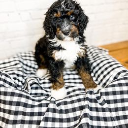 Moana - Bernedoodle puppy in Lehi, Utah from Larsen Litters