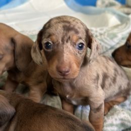 Dachshund Puppies from Rosey dachshund