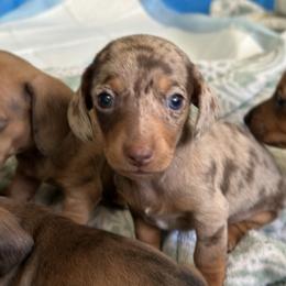Dachshund Puppies from Rosey dachshund