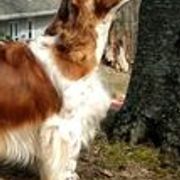 Welsh Springer Spaniels from Xanadu