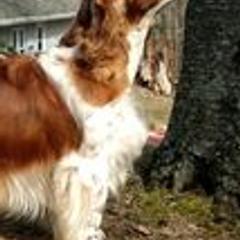 Welsh Springer Spaniels from Xanadu