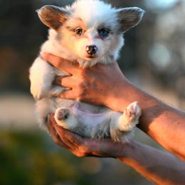 Onyx - Blue merle and white male American Corgi puppy in Mariposa, California from Gem Coast Corgis