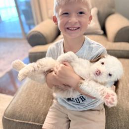 Mallow - Parti male Goldendoodle puppy in Calvin, Oklahoma from BellaDoodles
