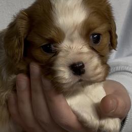 Tate - Blenheim male Cavalier King Charles Spaniel puppy in Marshall, Arkansas from Kate’s Cavaliers