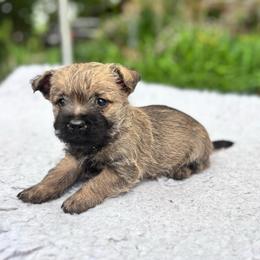 Nick - Wheaten male Cairn Terrier puppy in Mountain Grove, Missouri from CreekTop