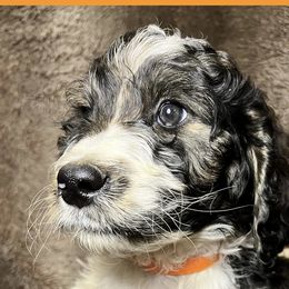 Orange Collar - Goldendoodle puppy in Justin, Texas from Roch Dog Ranch