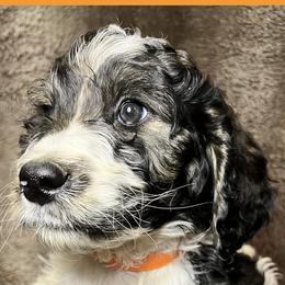 Orange Collar - Goldendoodle puppy in Justin, Texas from Roch Dog Ranch
