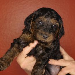 Macaroon (Green collar) - Black female Goldendoodle puppy in Seattle, Washington from Dream Lake Doodles