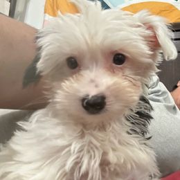 Buck - Parti male Yorkshire Terrier puppy in Rochester, New York from Tnt Yorkies and Cosmic corgis