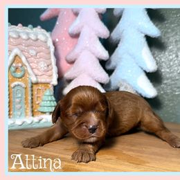 Attina - Ruby female Cavalier King Charles Spaniel puppy in Clinton, Oklahoma from Enchanted Spaniels