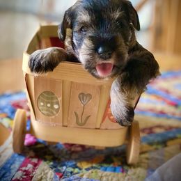 Miniature Schnauzer Puppies from MoonShadows Miniature Schnauzers