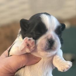 Lilac - Black and white female Shih Tzu puppy in Berkeley Springs, West Virginia from Sandridge Shih Tzus