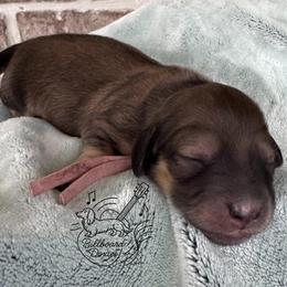 Girl 1 - Cream female Dachshund puppy in Pulaski, Tennessee from Billboard Doxies