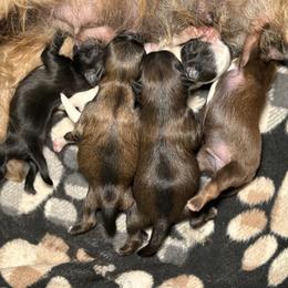 Shih Tzu puppies from Spoiled Shih Tzu