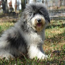 Morgan - Aussiedoodle