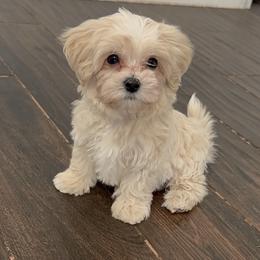 Maltipoo Puppies from Pepper Patch Puppies