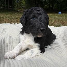 Zeta - Parti female Poodle puppy in Troy, New Hampshire from SP Standard Poodles