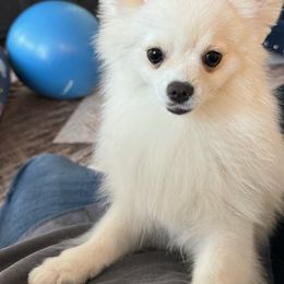 Pomeranian and Pomsky All Grown Up from Southern Poms of Texas